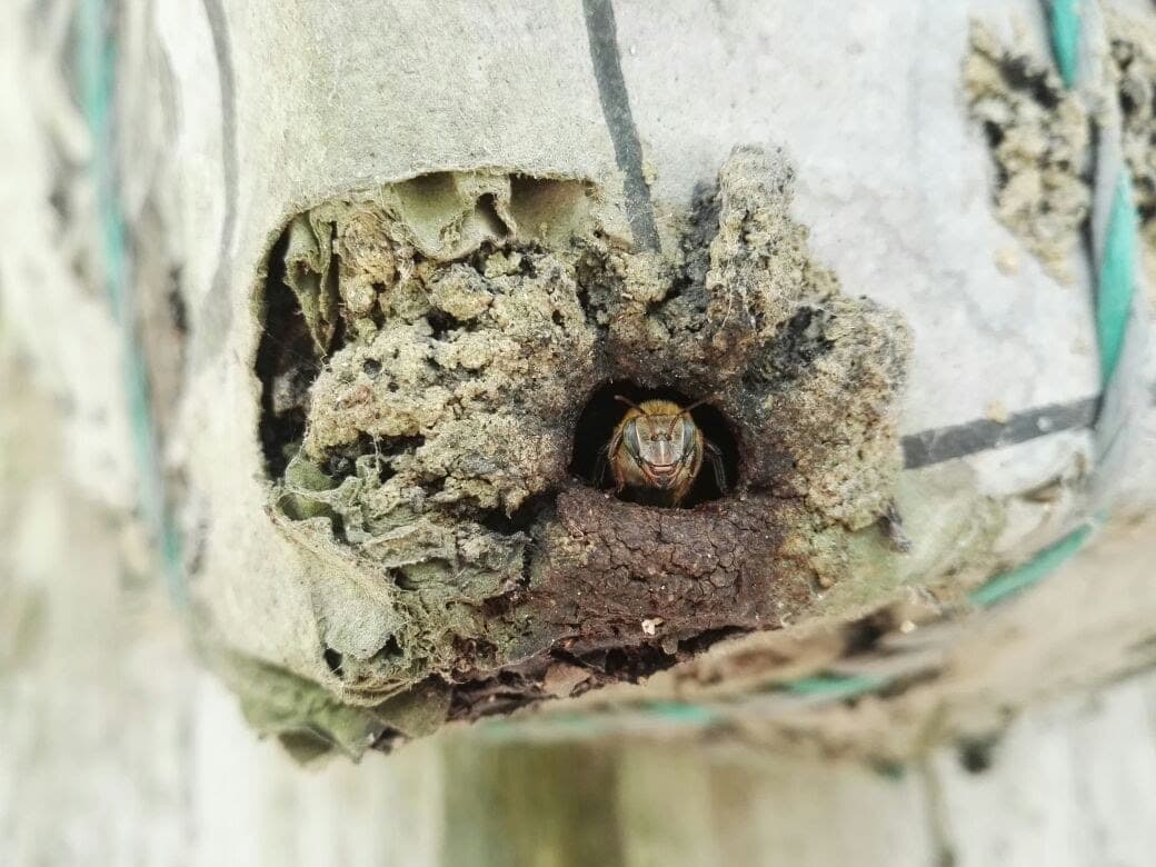 Fotografía real de una abeja nativa en la operación de Árbol y Miel