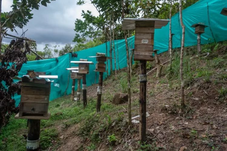 Meliponario con colmenas de abejas nativas